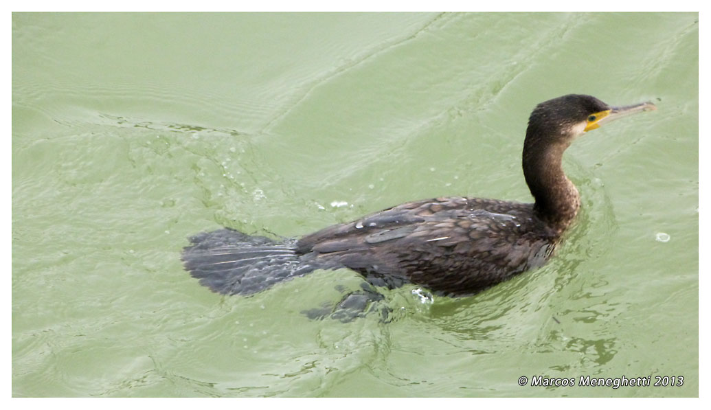 Great_cormorant007.jpg