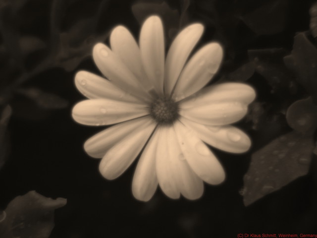 4760506034_36e23ed2b3_z.jpg