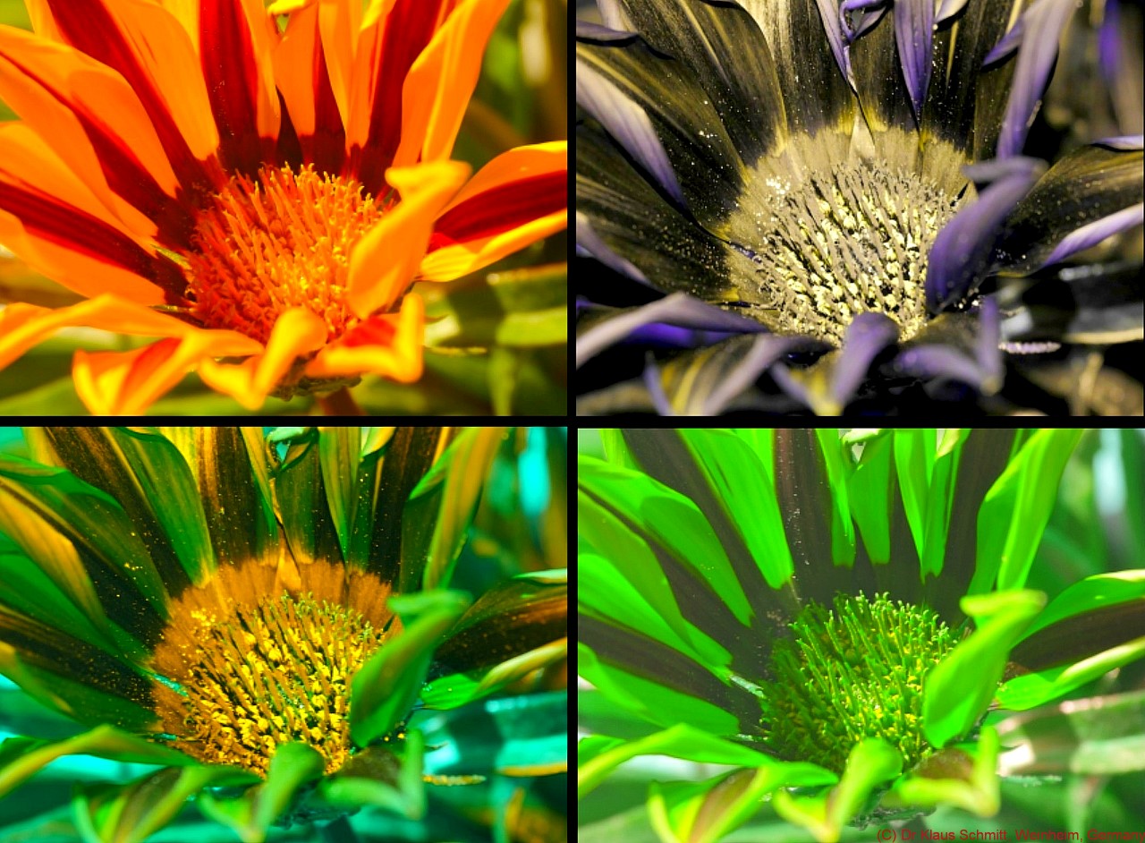 170659800.8Lj0uzOE.Gazania2020VISUVBUBVP1780967_c.jpg