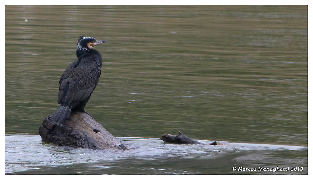 Great_cormorant002.jpg