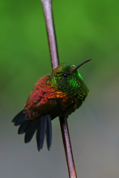 hummingbird.jpg