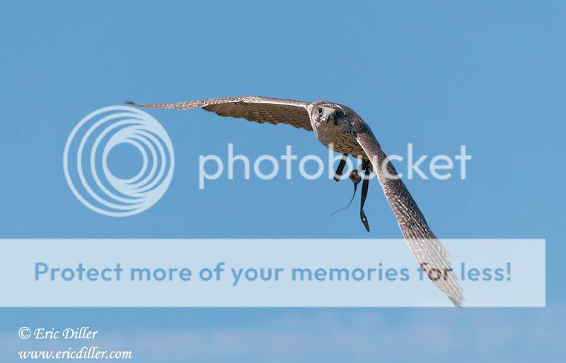 PIC_0094copy.jpg