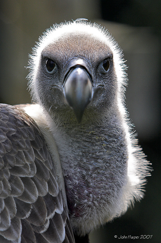 vulture4_2.jpg