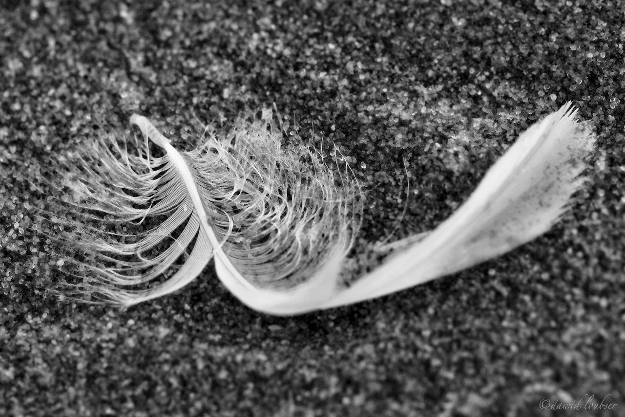 Sands_of_a_Feather_by_philosomatographer.jpg