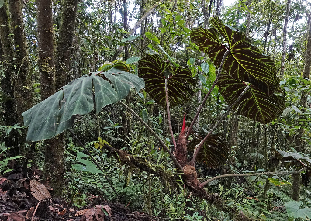A Philodendron In The Wild | Open Photography Forums