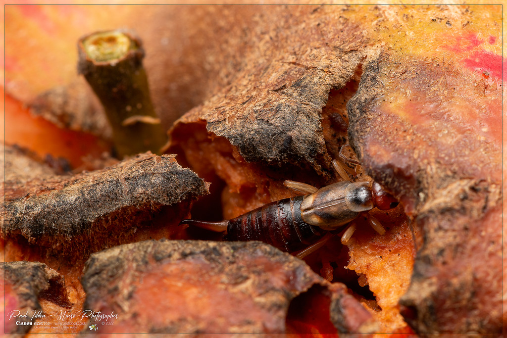 earwig_a_4k_1800-XL.jpg