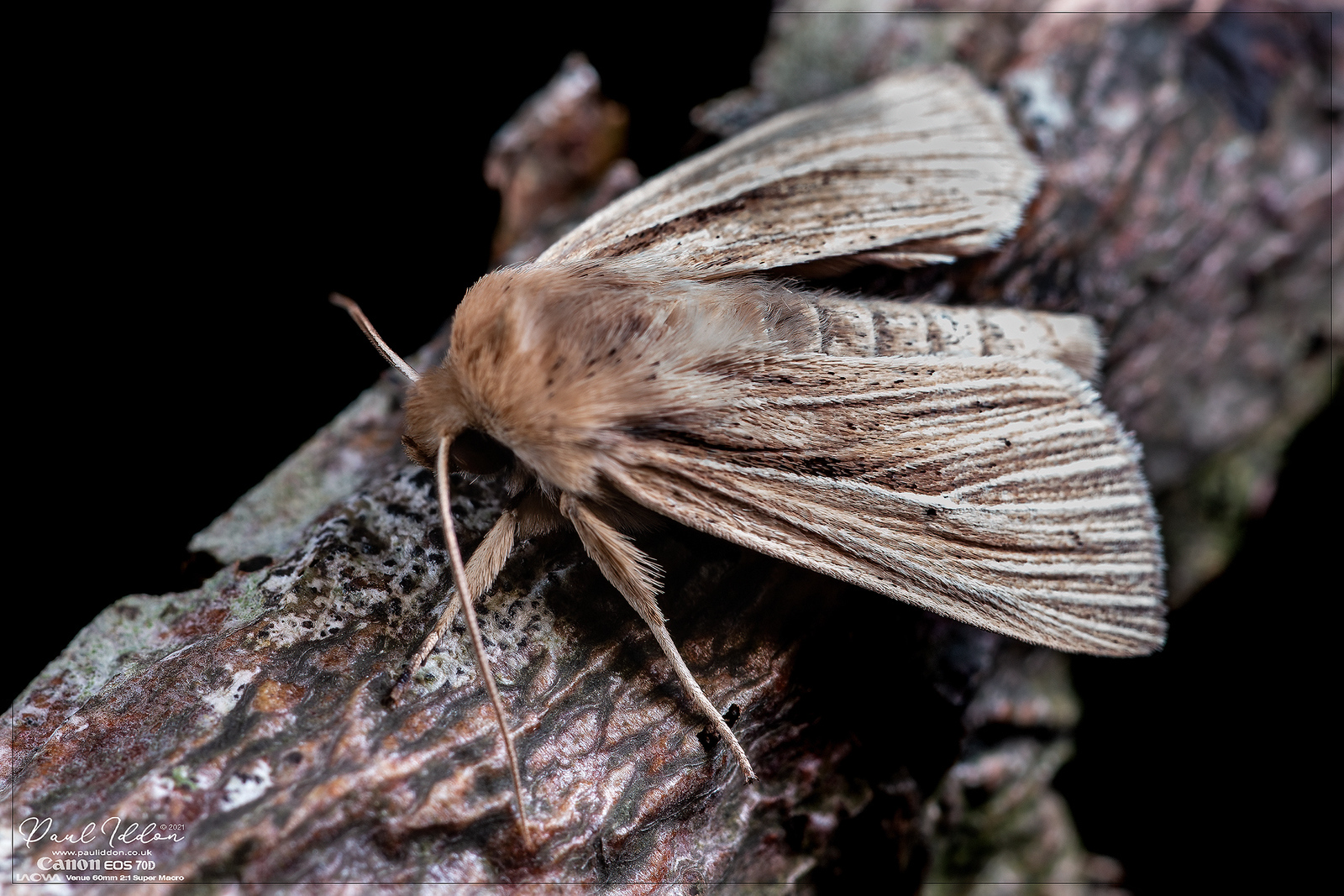 wainscot01_new_4k_1800-X3.jpg