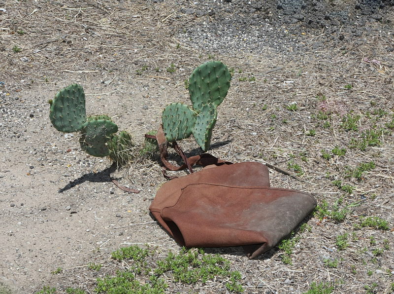 Cactus_180_F26641-02R.jpg