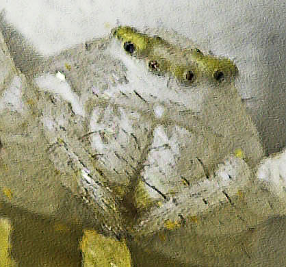 SPE35971_20070730_00001_RSE_01_crop_NC.jpg