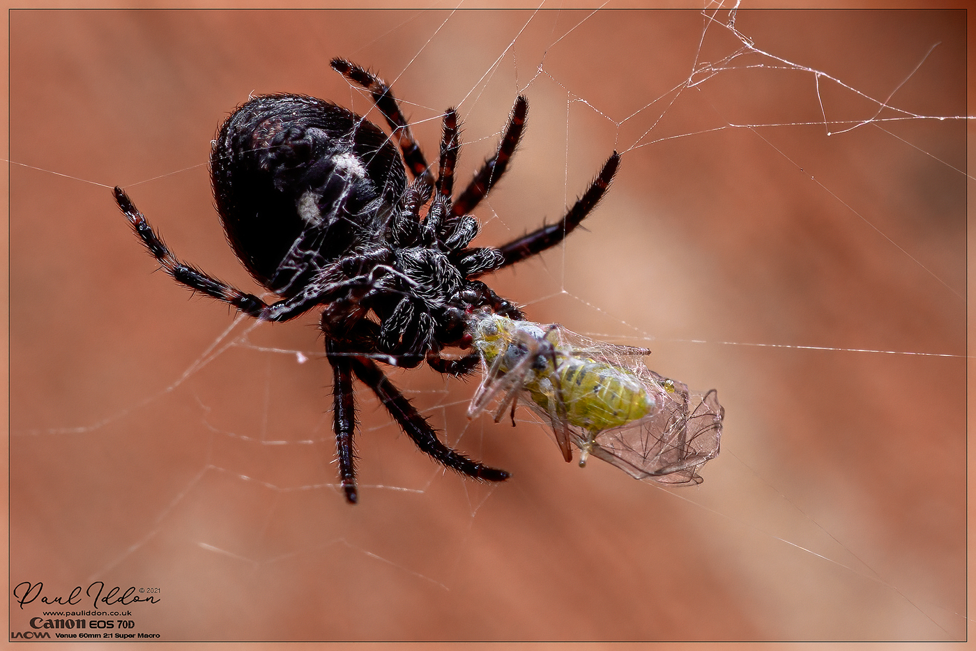 orbdinner01_4k_1400.jpg
