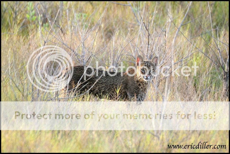 PIC_9247copy.jpg