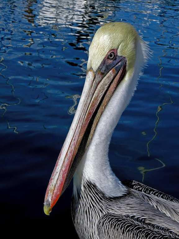 Brown%20Pelican-XL.jpg