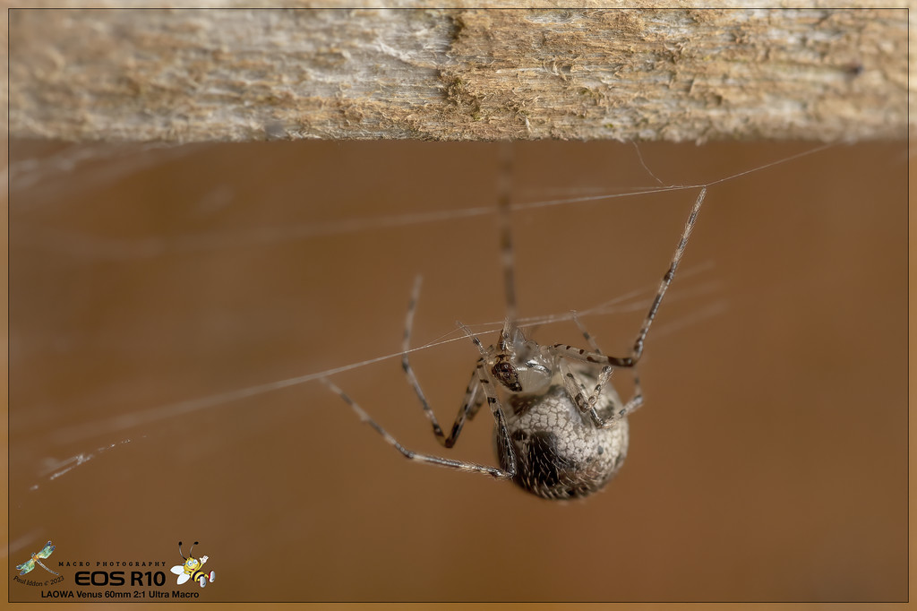 spider_overhang_a-XL.jpg
