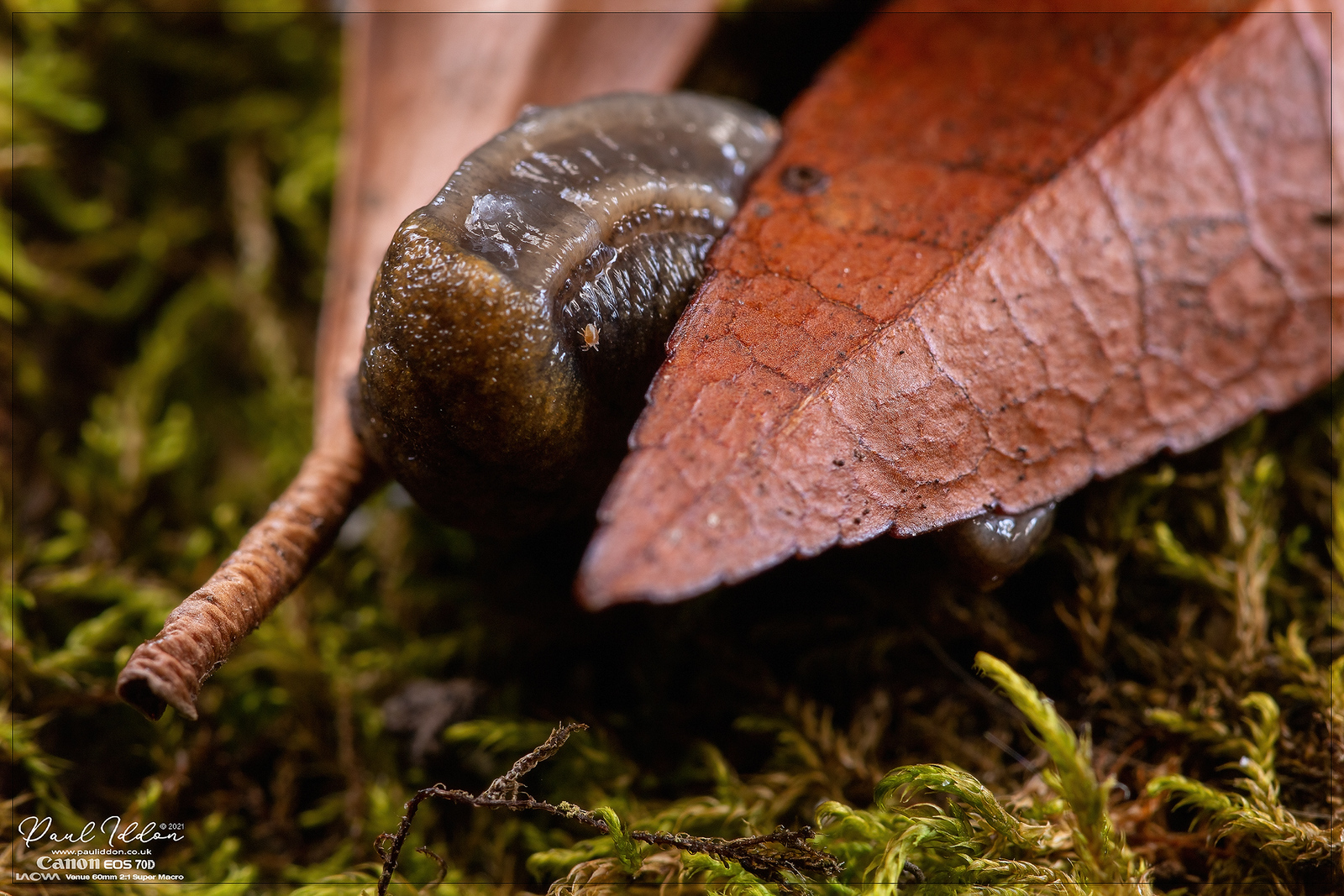 sluglife01_4k_1800-X3.jpg
