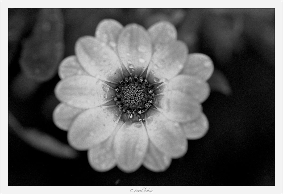 Steely_Petals_by_philosomatographer.jpg