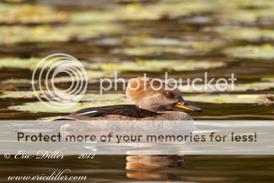 _ECD7797-copy900_zps3962c3e9.jpg