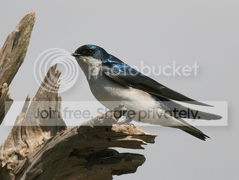 IMG_1617sm.jpg