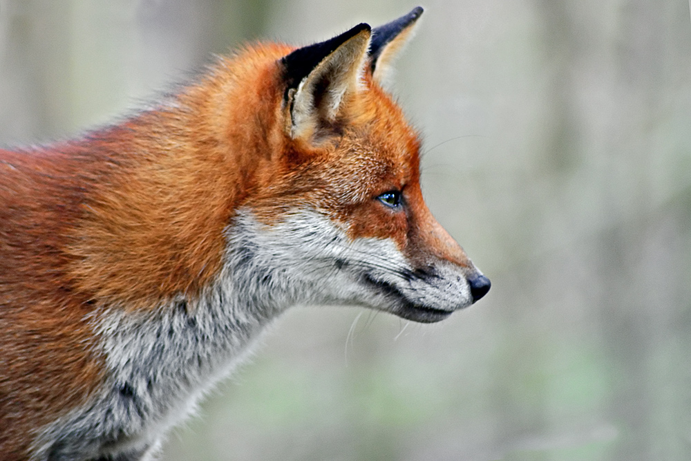Fox_4_NC_-1000px.jpg