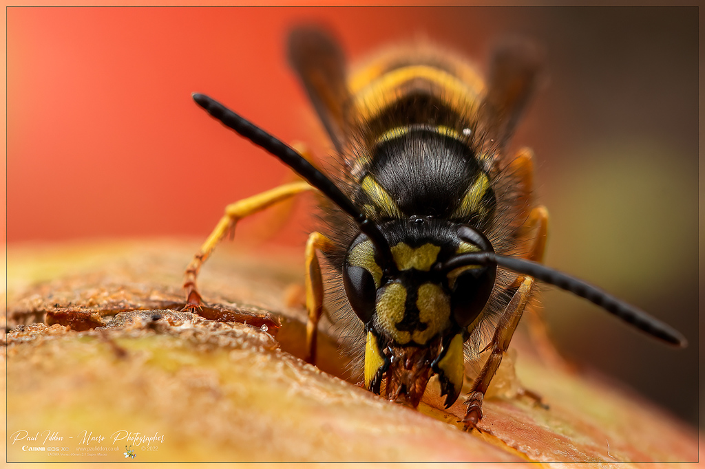 _eating_wasp_c_4k_1800-XL.jpg