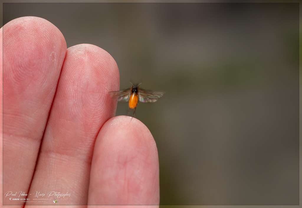 bramble_sawfly_d_4k_1800-XL.jpg