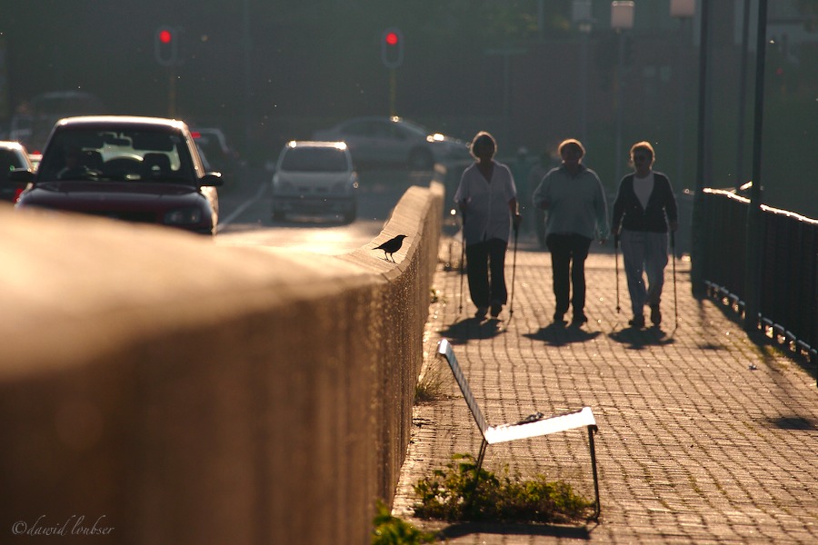 City_Birds_by_philosomatographer.jpg