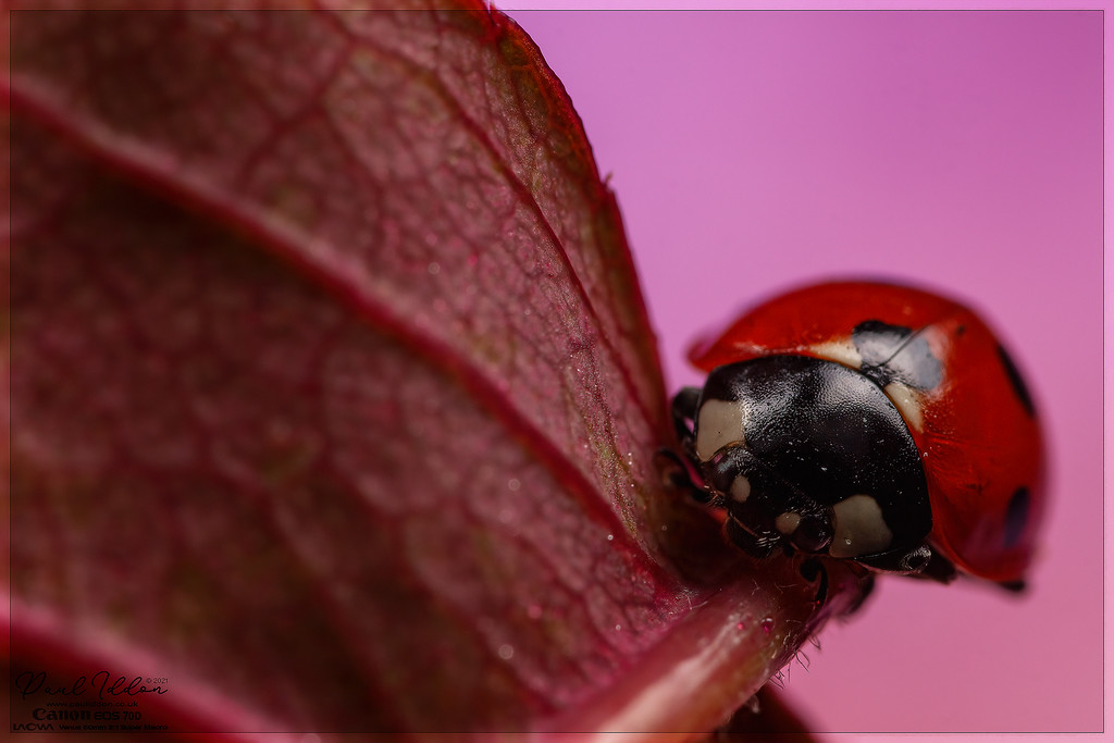 leaf_lady04_4k-XL.jpg