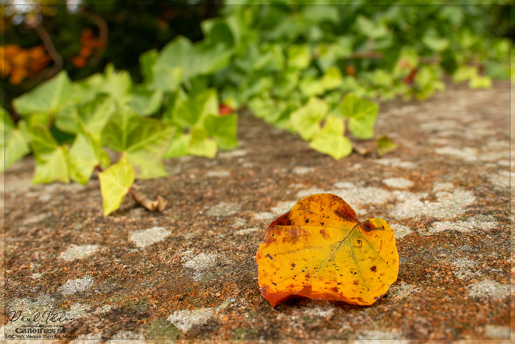 autumnal_leaf_4k_1800-XL.jpg