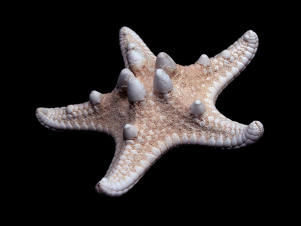 mayshells.jpg%20%288%29-M.jpg