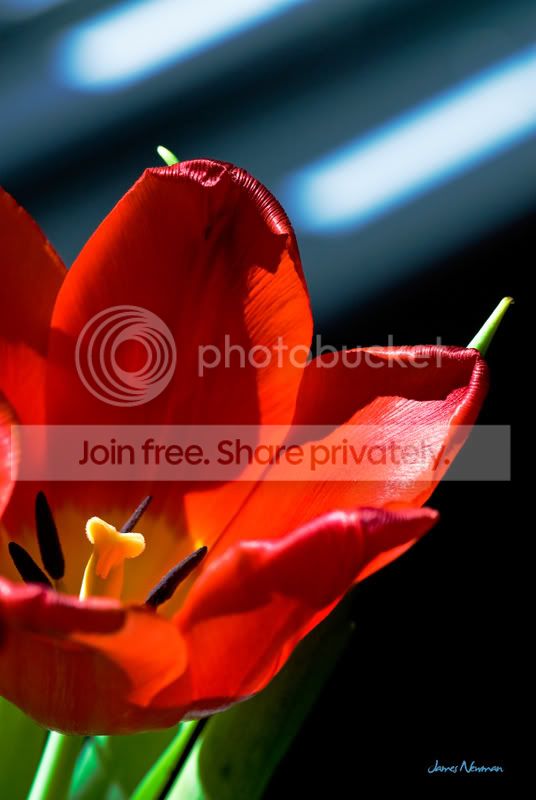 20080217_tulips_0953.jpg