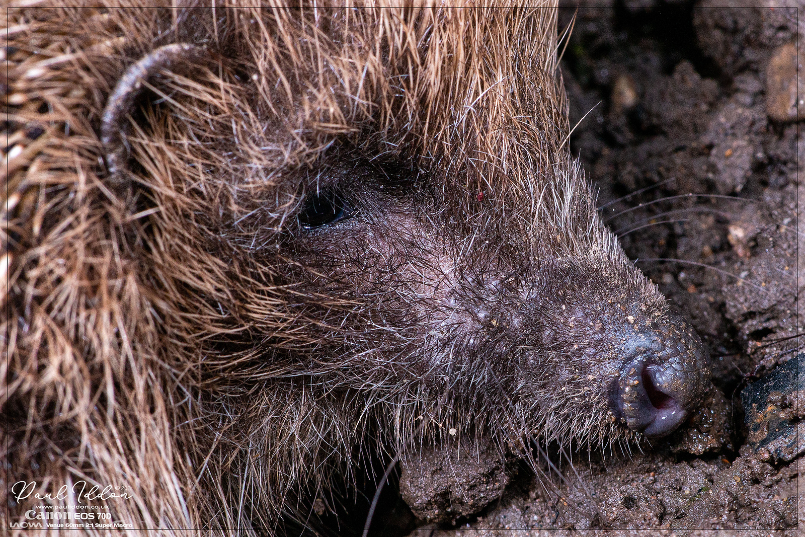 hedgipig04_4k_1800-X3.jpg