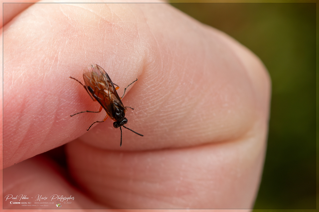 bramble_sawfly_b_4k_1800-XL.jpg