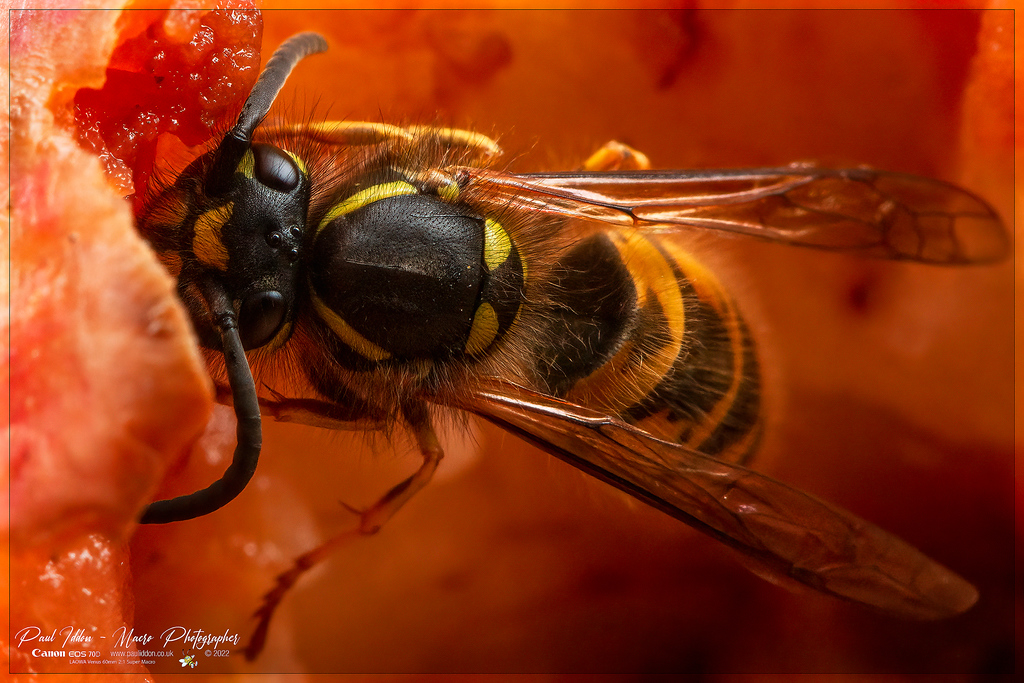 augustwasp_a_4k_1800-XL.jpg