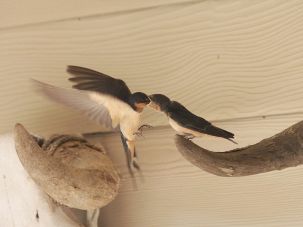 Barn_Swallows_F16266R.jpg