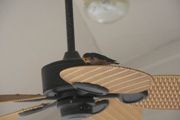 Barn_Swallows_F16131R.jpg