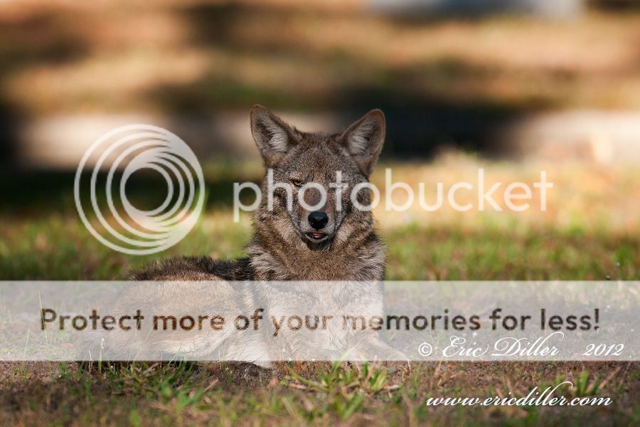 _ECD8584cs-copy900_zpsec523342.jpg