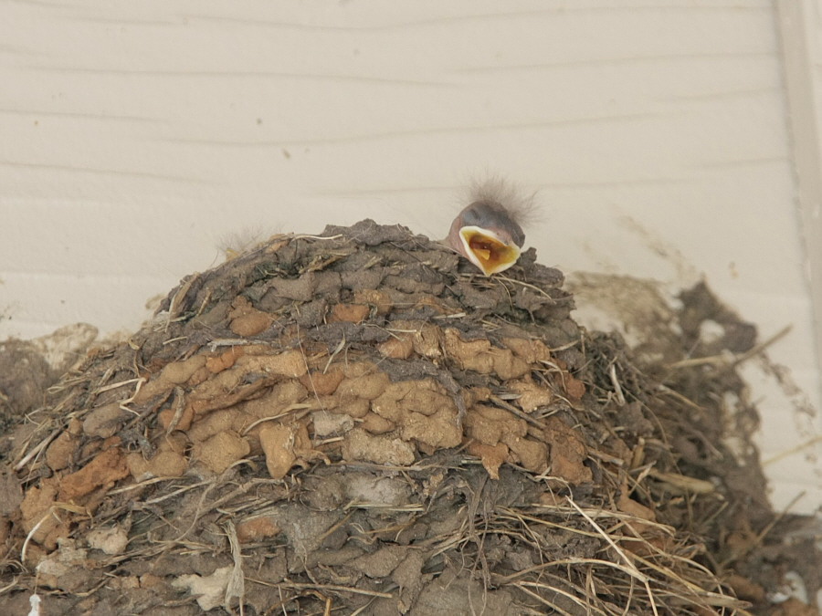 Barn_Swallows_F10344R.jpg