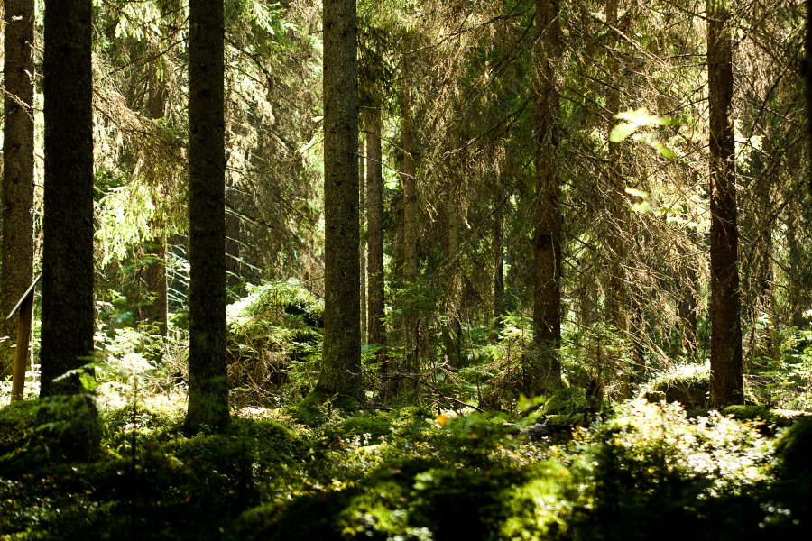 _img900.jpg