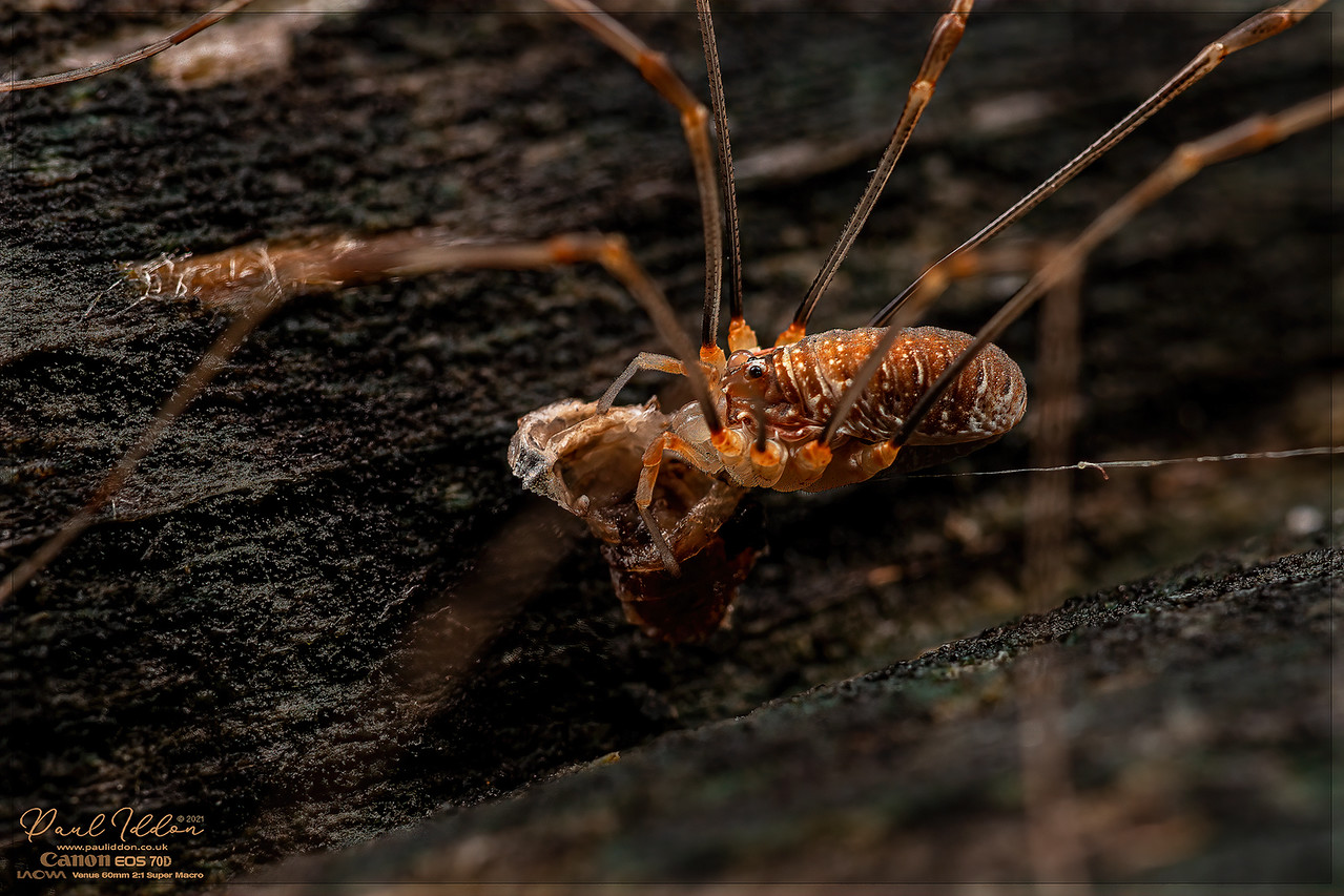 eating_opi2_4k_1800-X2.jpg