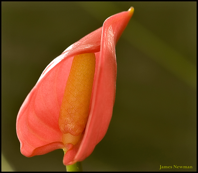 DSC_6908_NC.jpg