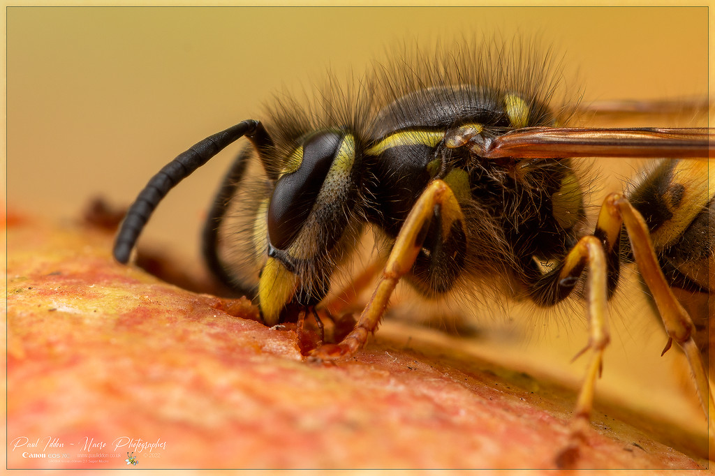 latest_wasp_e_4k_1800-XL.jpg