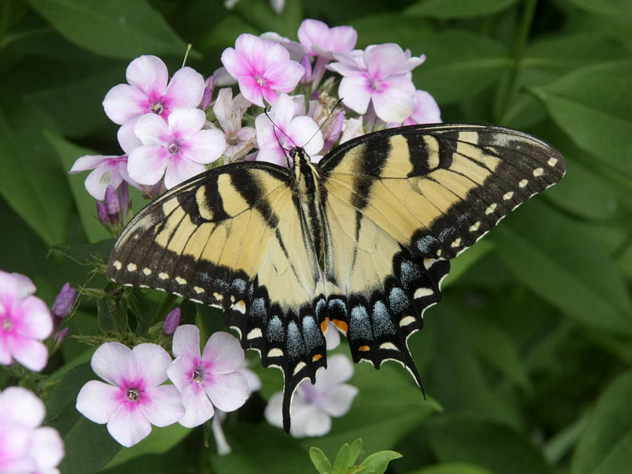 Butterfly_F17977F.jpg