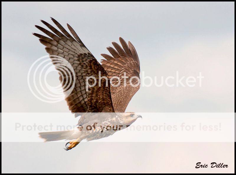 PIC_6911-3copy.jpg