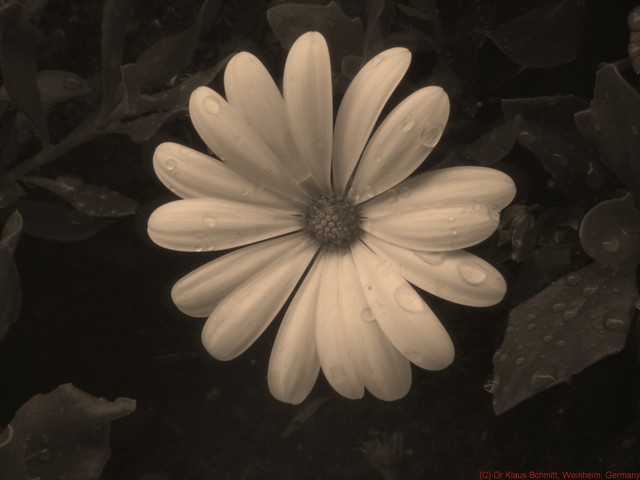 4760506254_d927661cc7_z.jpg