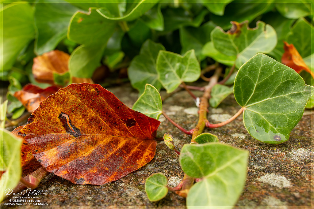 autumnleaf1_4k%2B1800-XL.jpg