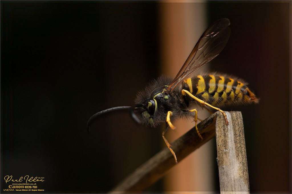 wasp_aga_3_4k_1800-XL.jpg
