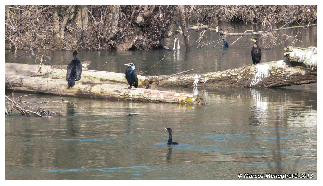 Great_cormorant005.jpg