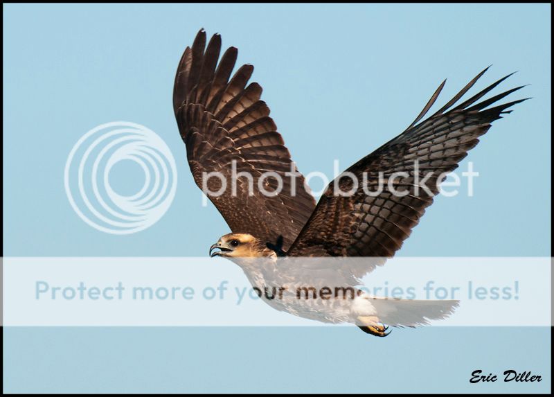 PIC_7726-copycopy.jpg