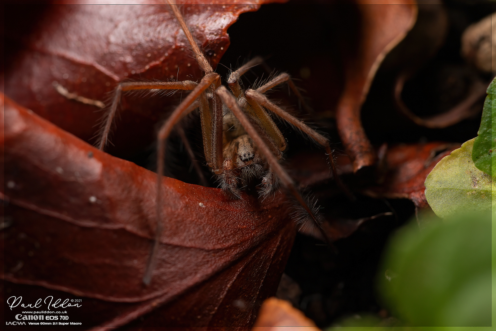 spiderlife0_4k_1800-X3.jpg