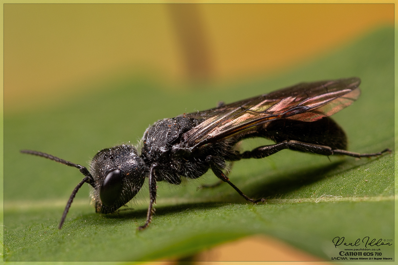 winged03_4k_1800-X3.jpg