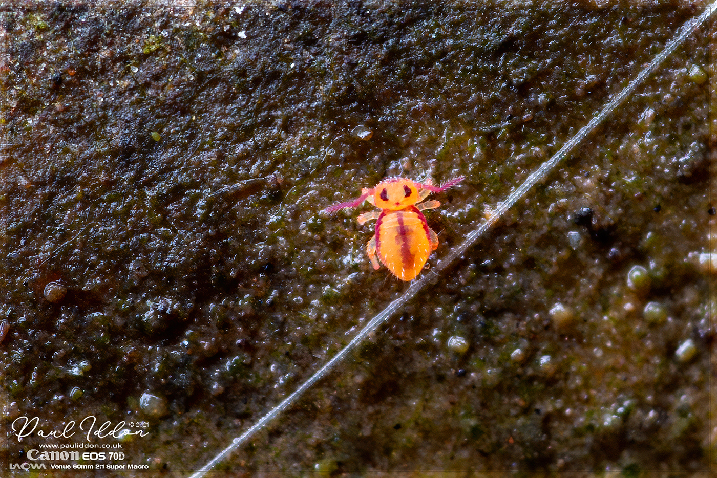 Pondspringtail5_1400.jpg